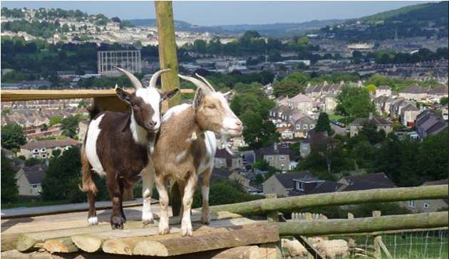 bath city farm 2