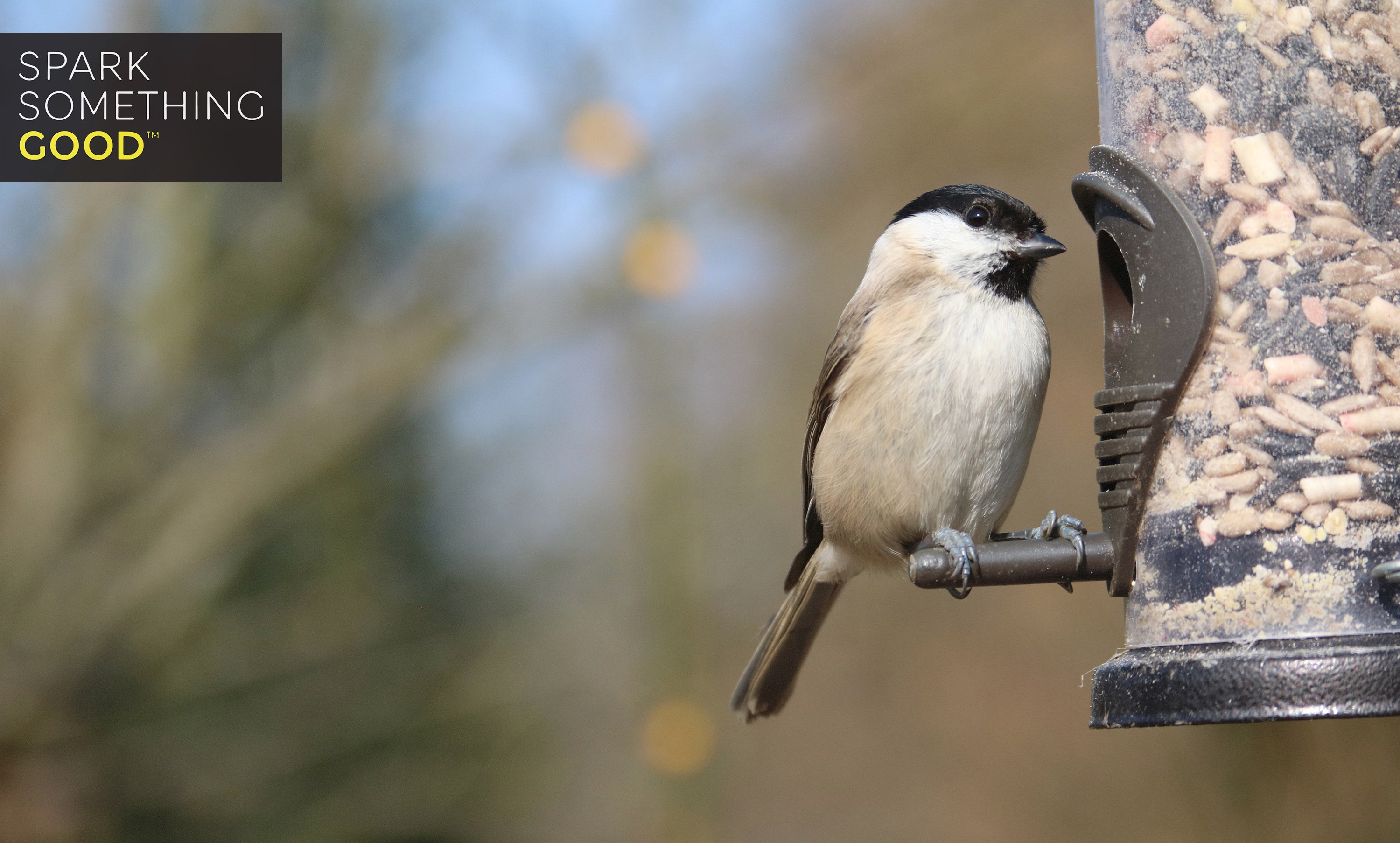 Full Day Slot Wildlife Pond And Edible Neighbourly