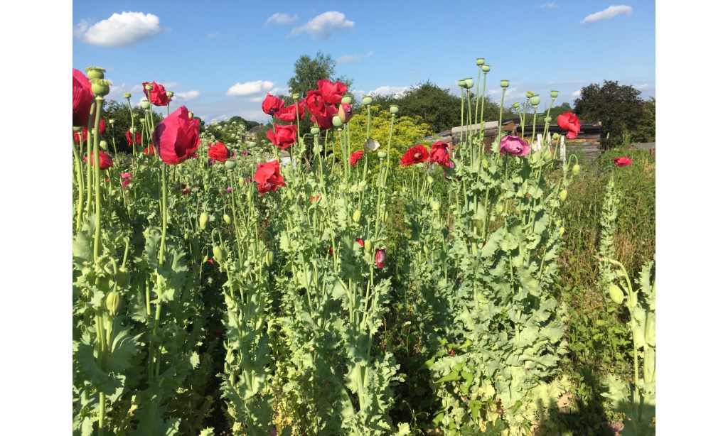 Winshill Allotment And Cottage Garden Association Information