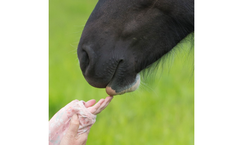 Mane Chance Sanctuary | Neighbourly