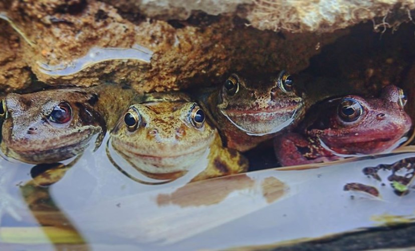 The Froglife Trust - fundraising | Neighbourly