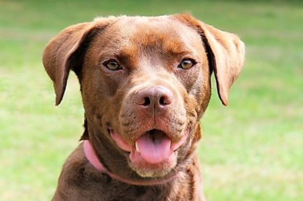 Painting at our Martlesham Animal Centre | Neighbourly